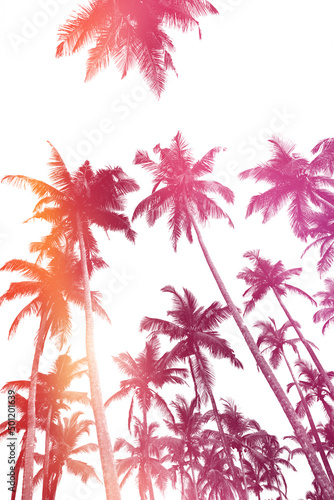 Fototapeta Naklejka Na Ścianę i Meble -  Double exposure effect of tropical coconut palm trees silhouettes isolated on white background with sunset sky