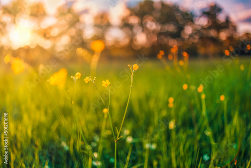 Fototapeta Abstract soft focus sunset field landscape of yellow flowers and grass meadow warm golden hour sunset sunrise time