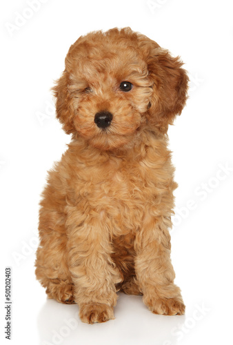 Poodle puppy on a white background