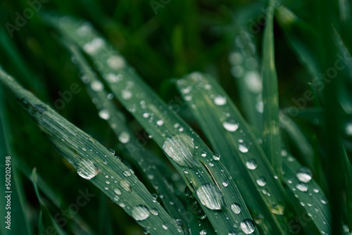 Large raindrops on blades of grass