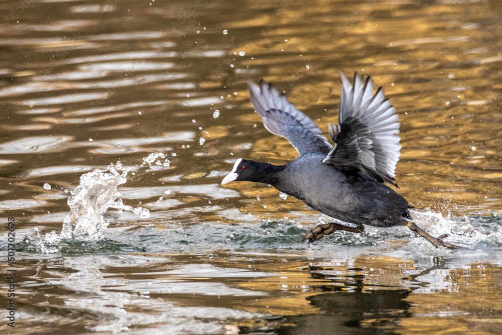 Fototapeta premium Kaczka