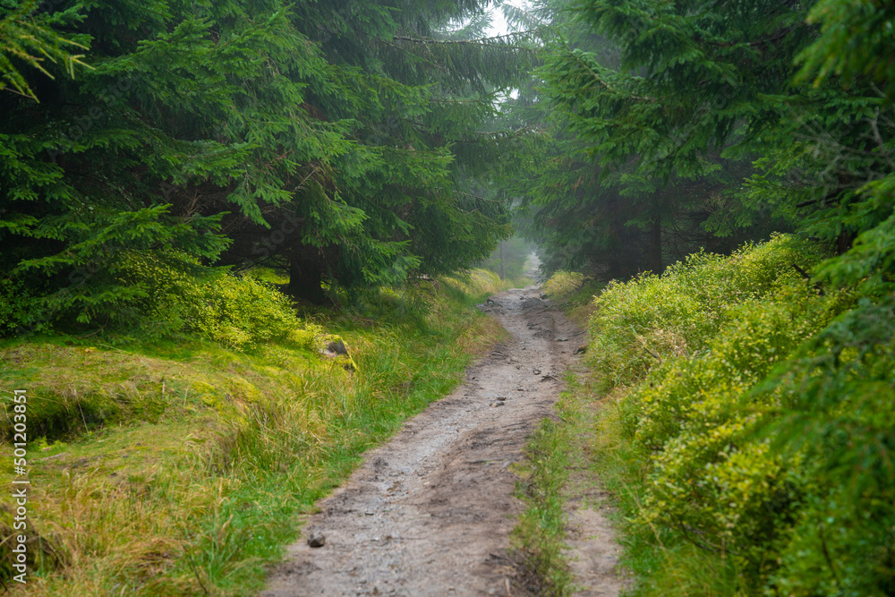 View of the mountain trail during wet autumn weather View of the mountain trail during wet autumn weather