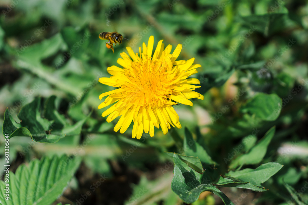 A large head of a young dandelion. Yellow dandelion head in the grass. Dandelion leaves with a flower in the center. The bee flies up to the flower. A large head of a young dandelion. Yellow dandelion head in the grass. Dandelion leaves with a flower in the center. The bee flies up to the flower.