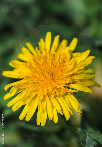 A large head of a young dandelion. Yellow dandelion head in the grass.