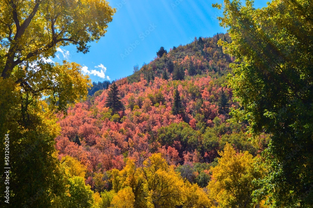 Obraz premium autumn in the forest