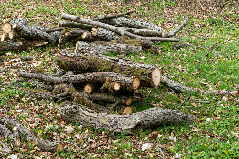 heaps of felled wood and branches