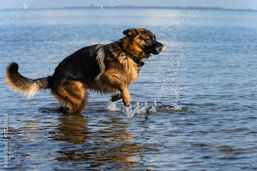 Playful German Shepherd in the water Fototapeta