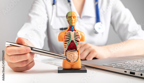 Doctor showing intestines at 3d human model with internal organs. Woman in lab coat sitting at table with laptop. Anatomy and medicine concept. High quality photo