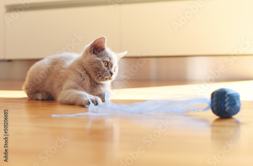 Little cute kitten in the house. Domestic house cat. Europe. Czech Republic. photo