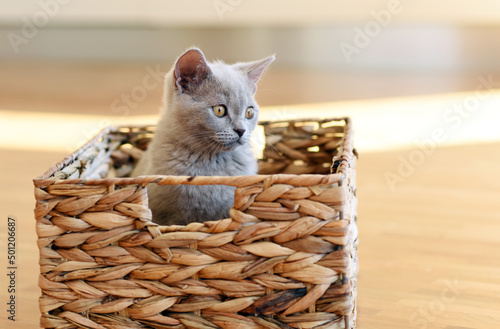 Little cute kitten in the house. Domestic house cat. Europe. Czech Republic. photo