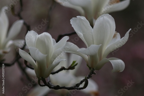 Fototapeta Naklejka Na Ścianę i Meble -  Magnolia bloom in the Kyiv Botanical Garden