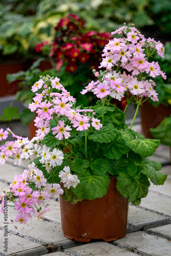 Summer flower seedlings on the shelves in the greenhouse. Summer flower seedlings on the shelves in the greenhouse.