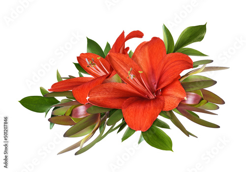 Red amaryllis flowers, leucadendron and ruscuc in a floral arrangement isolated photo