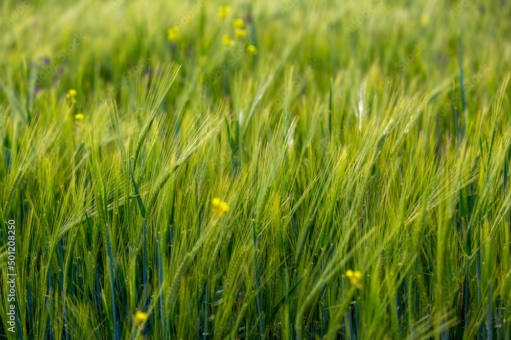 Green field and grass, Field of growing wheat. Green field and grass, Field of growing wheat.