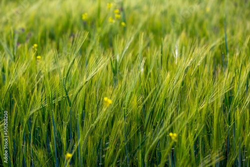 Green field and grass, Field of growing wheat.