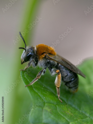 wild bee with orange neck yellow legs waiting on green leaf