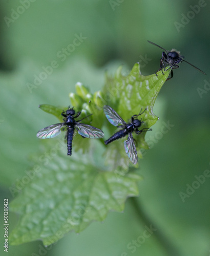 group of black insects sitting on green plant