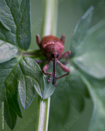 weevil sitting on green plant