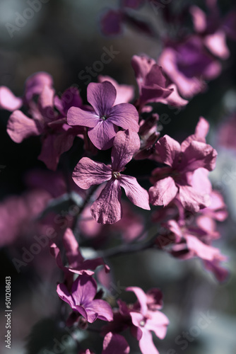 pink purple blossoms blue background