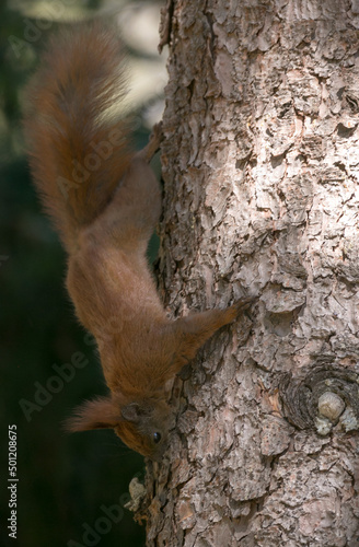 red squirrel foraging on tree © madame_fayn