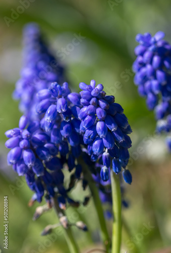 blue hyacinth with green background