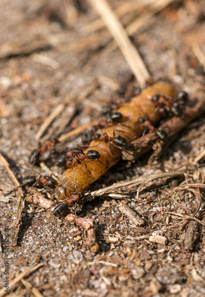 group of ants eating caterpillar