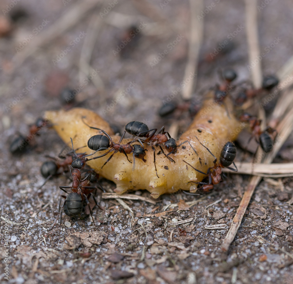 ants eating caterpillar on wood floor ants eating caterpillar on wood floor