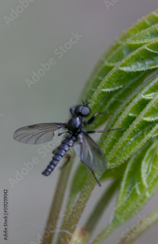 black metallic insect on green leaf