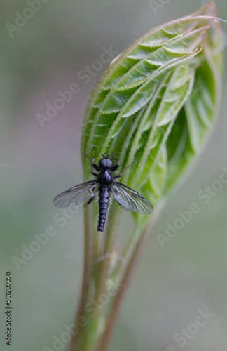 Black fly on green leaf