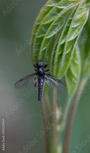 Black insect on green leaf