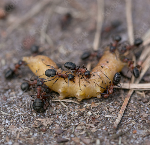 ants eating caterpillar on wood floor