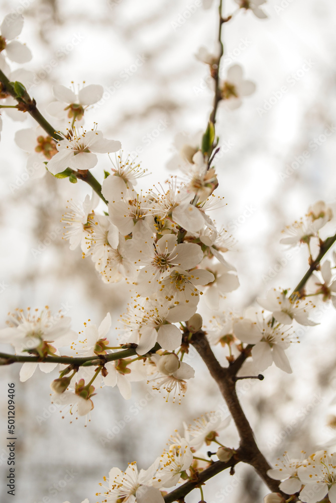 Closeup macro wallpaper of white blooming cherry plum blossom flowers. Cherry plum blossoms. Beautiful floral background of spring nature. Soft selective focus