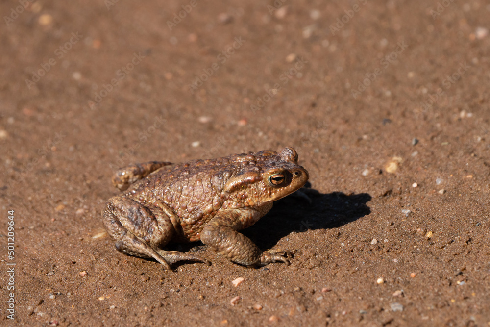 frog on the ground frog on the ground