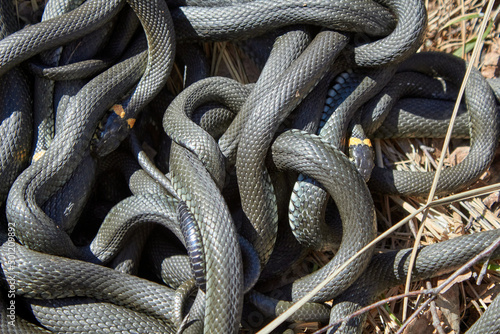 Tangle of snakes after hibernation, Grass snake photo