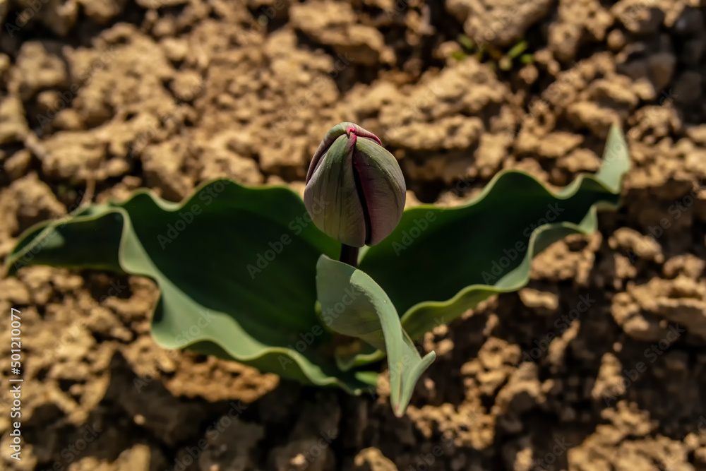 Tulip bud with blur effect