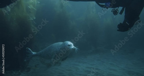 Young wild harbor seal touches hand of swimming scuba diver. photo