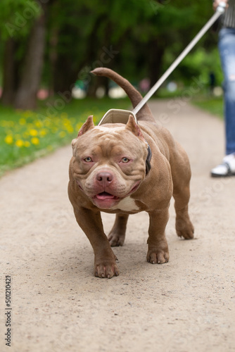 An American Bully dog on a walk in the park on a leash.