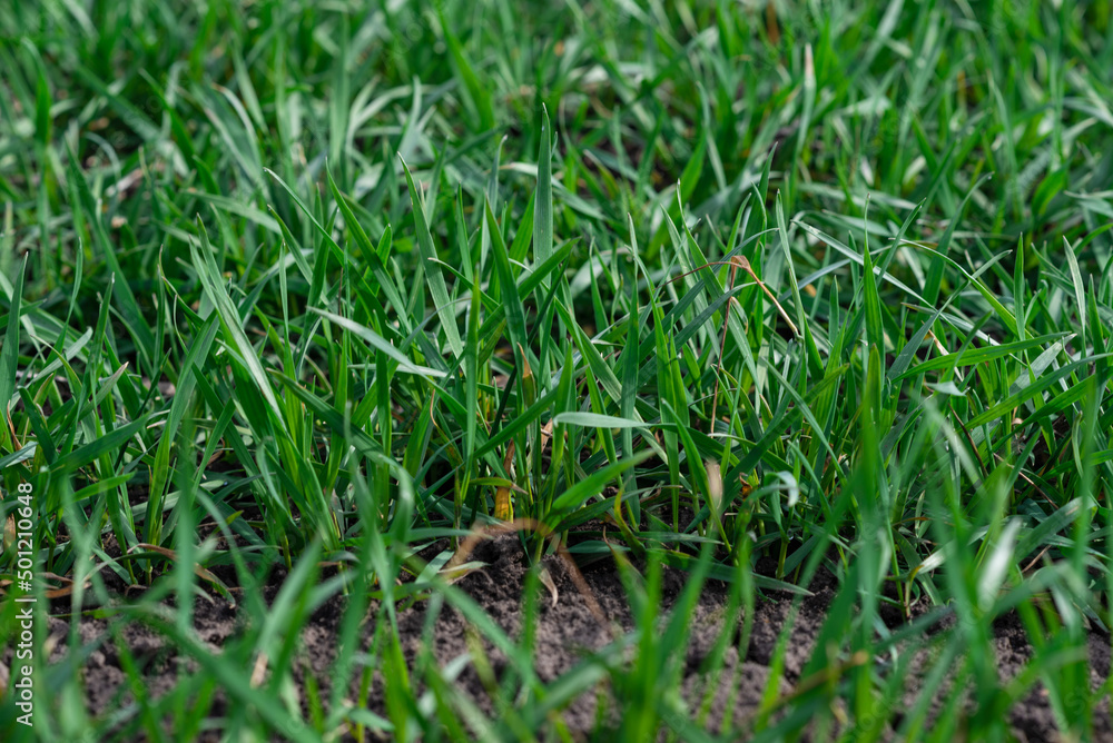 Green field as a background. Green field as a background.