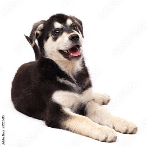 A large half-breed puppy of an Eastern European shepherd poses in the studio. Color black with light tan markings, isolated on a white background