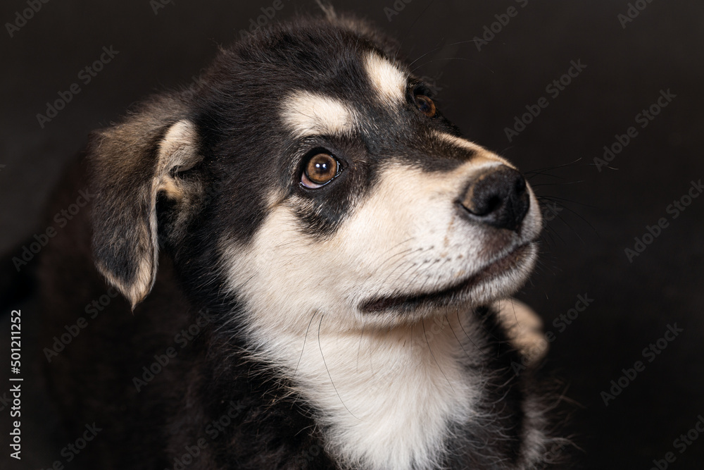 Portrait of the head of a large half-breed shepherd puppy, black with light markings. Close-up, selective focus