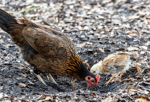 hen and chick