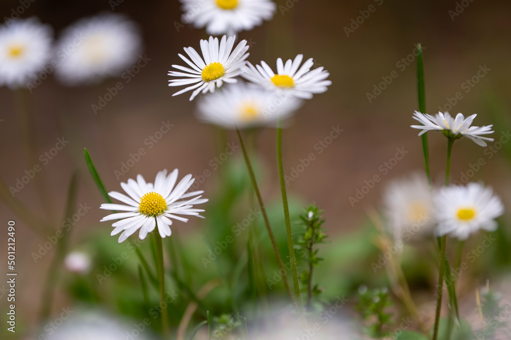 daisies in a meadow. outdoor life. detail of daisy daisies in a meadow. outdoor life. detail of daisy