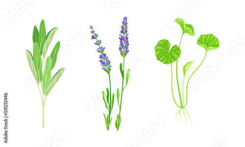 Medicinal herbs set, Meadow wildflowers, treatment plants vector illustration