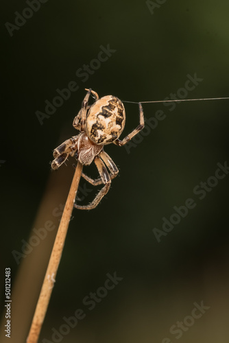 tick season, sheep tick (Ixodes ricinus)  on the grass