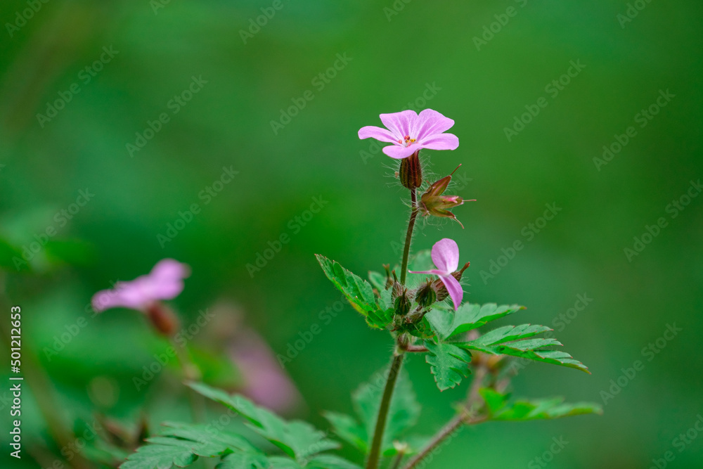Geranium robertianum, commonly known as herb-Robert in the nature Geranium robertianum, commonly known as herb-Robert in the nature