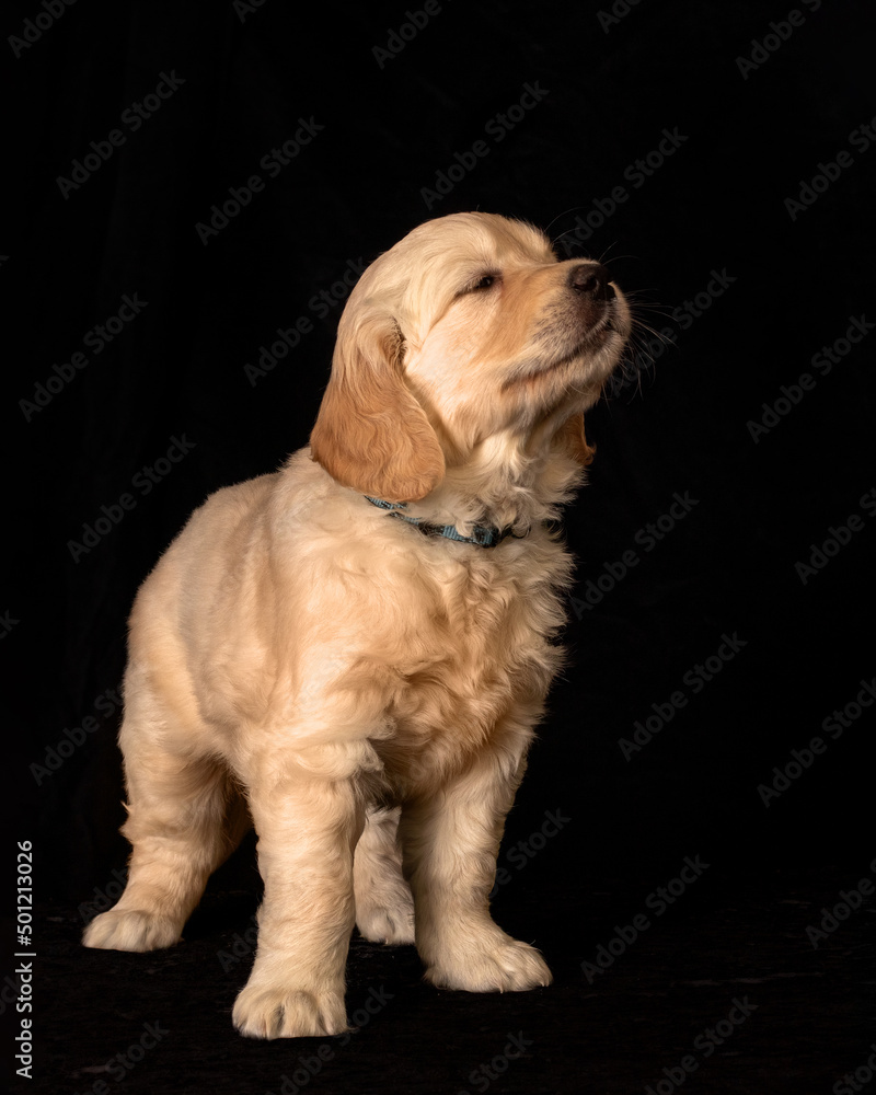 Cute small golden retriever puppy on the black background. Animal studio portrait.