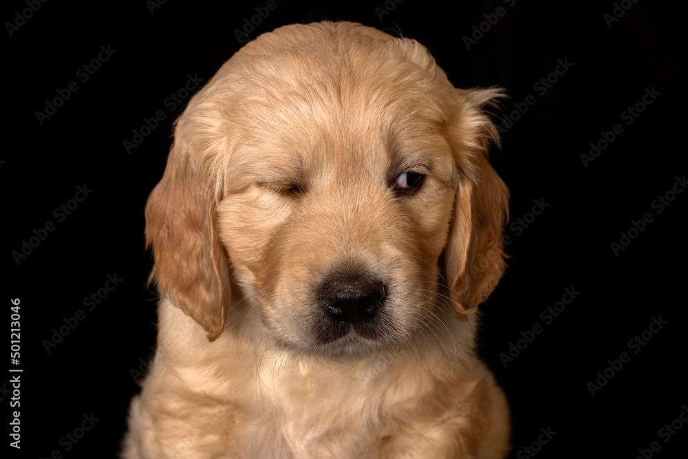 Cute small golden retriever puppy on the black background. Animal studio portrait.