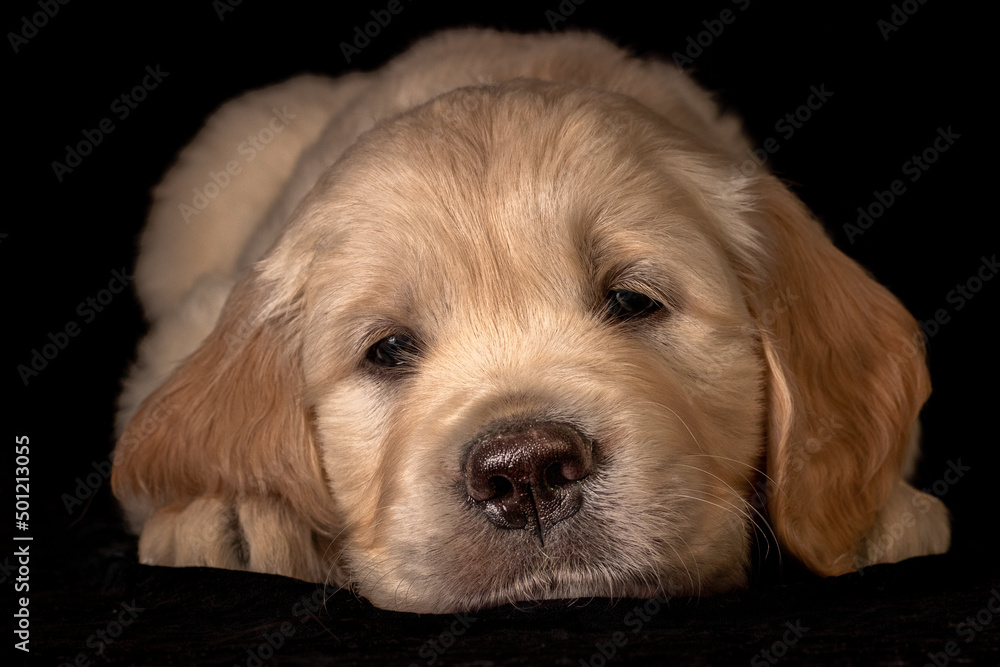 Cute small golden retriever puppy on the black background. Animal studio portrait.