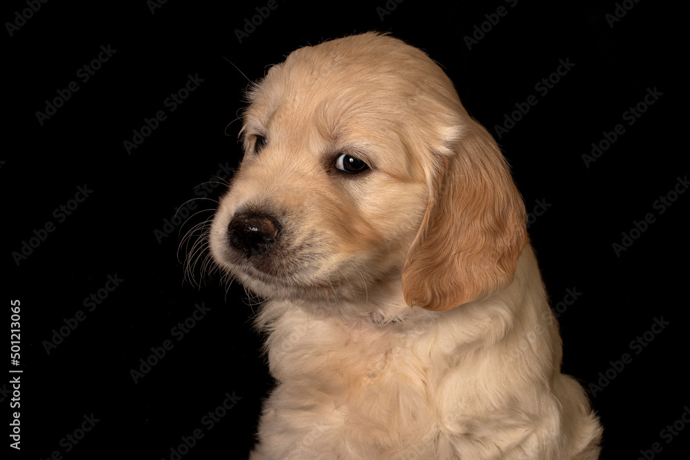 Cute small golden retriever puppy on the black background. Animal studio portrait.