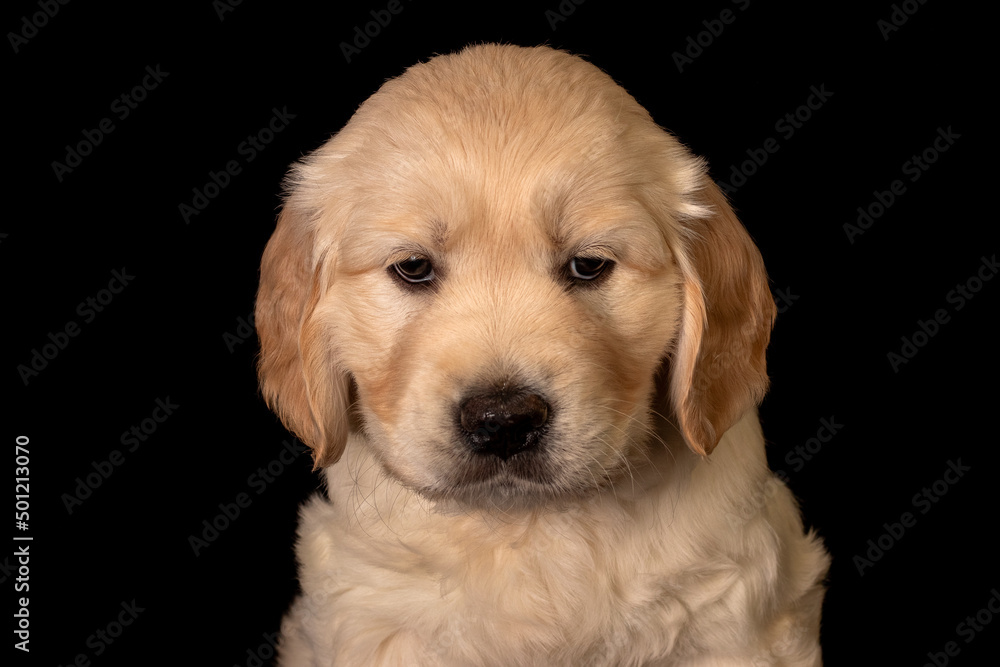 Cute small golden retriever puppy on the black background. Animal studio portrait. Cute small golden retriever puppy on the black background. Animal studio portrait.
